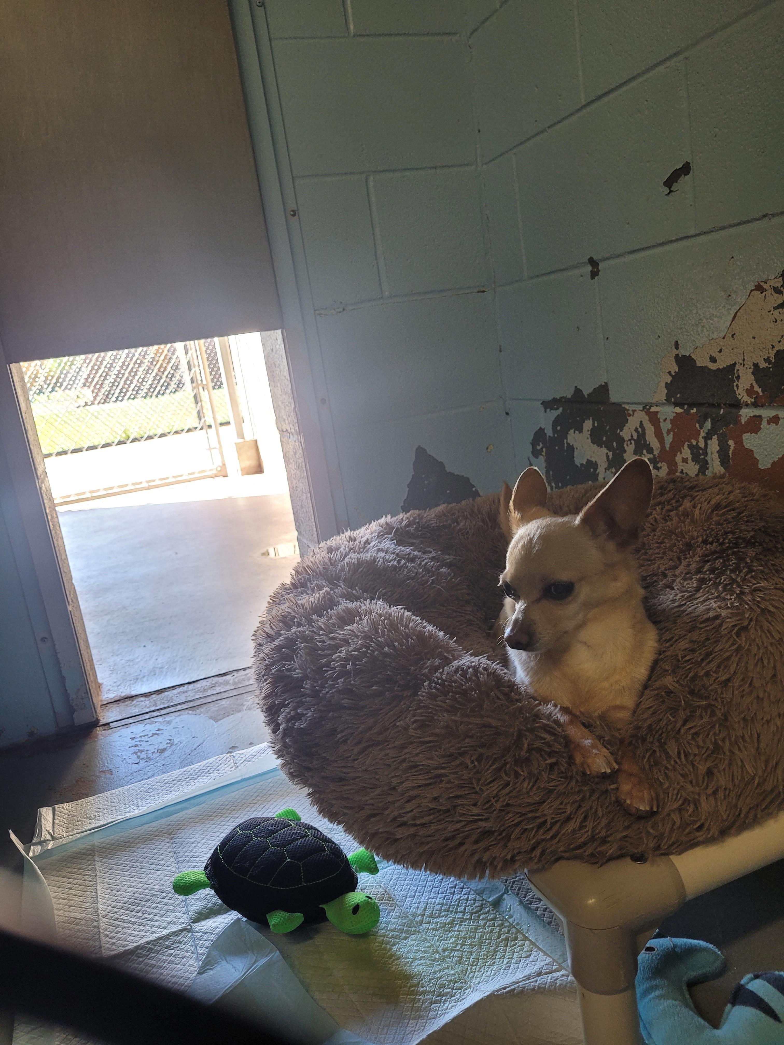 Skippy, a Adopted mixed breed in North Attleboro, MA image 3/6