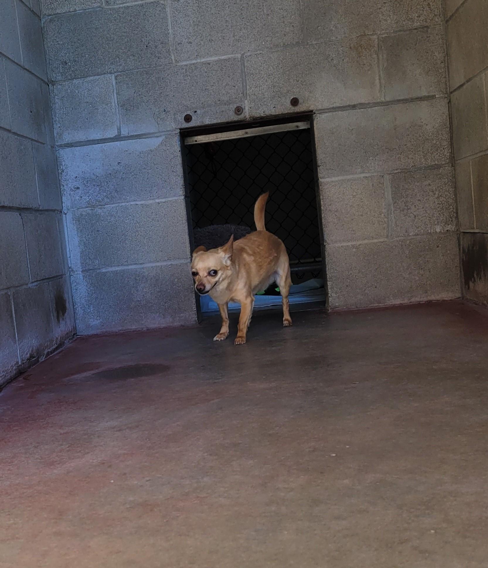 Skippy, a Adopted mixed breed in North Attleboro, MA image 4/6