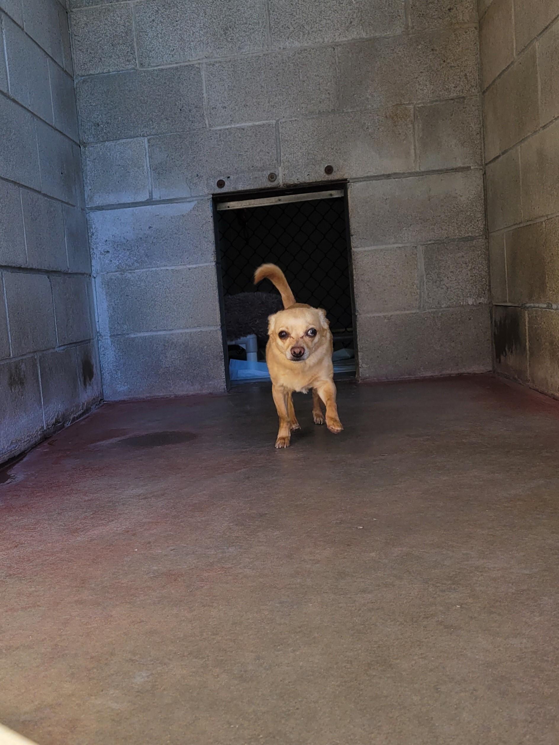 Skippy, a Adopted mixed breed in North Attleboro, MA image 5/6