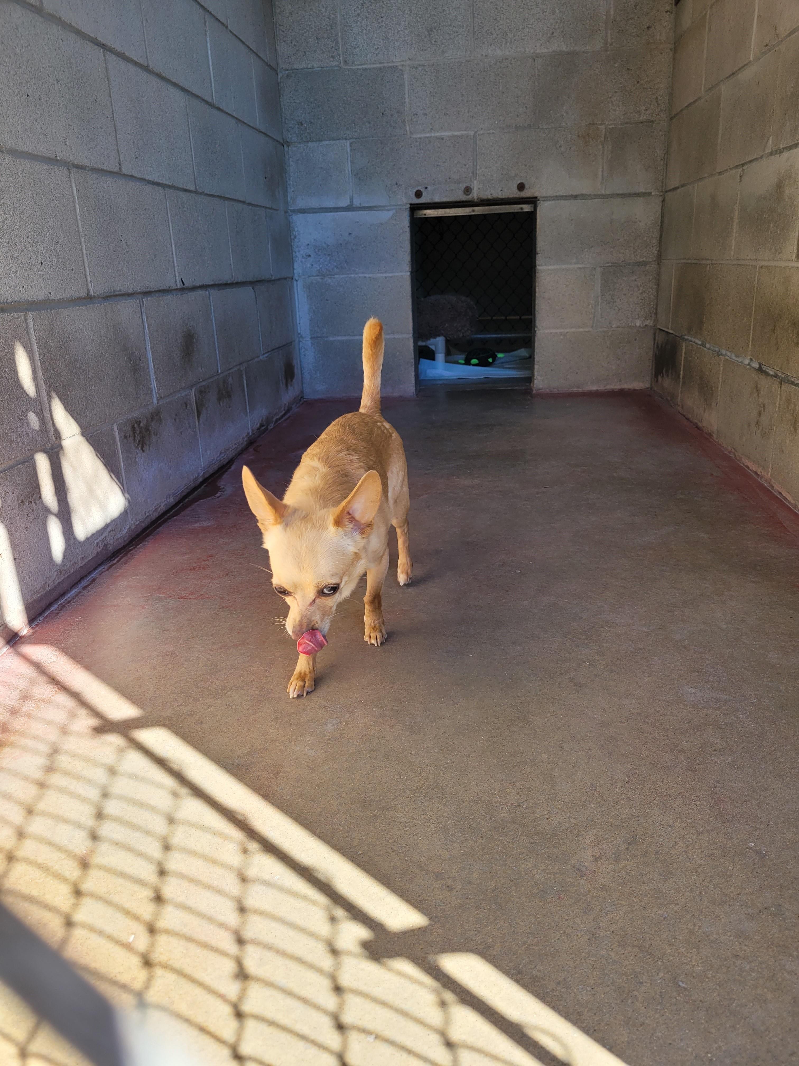 Skippy, a Adopted mixed breed in North Attleboro, MA image 6/6