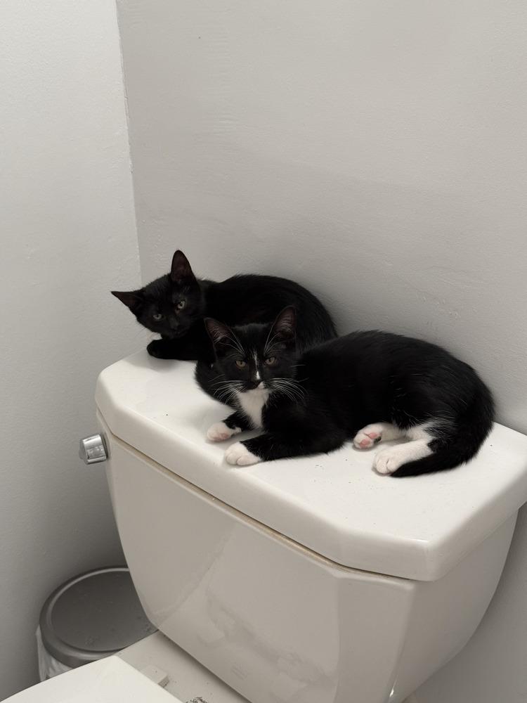 Kitty, Adoptable, Kitten Female Domestic Short Hair.