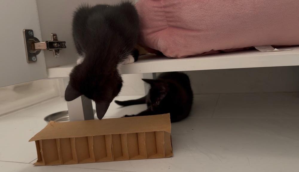 Enlarge Kitty, a Adoptable mixed breed in New York, NY image 2/6