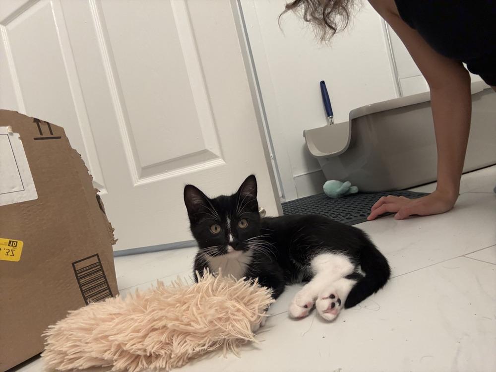 Enlarge Kitty, a Adoptable mixed breed in New York, NY image 3/6