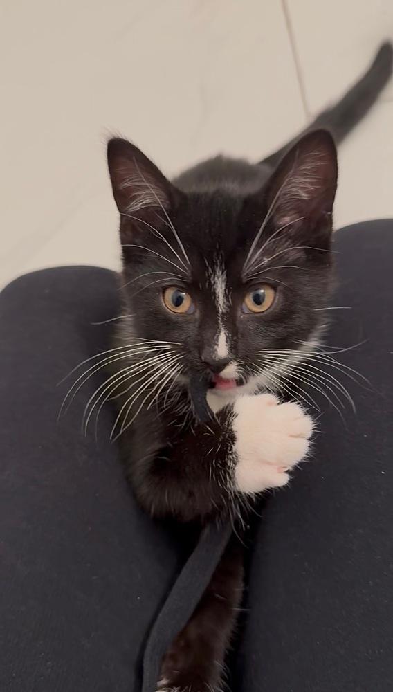 Enlarge Kitty, a Adoptable mixed breed in New York, NY image 4/6