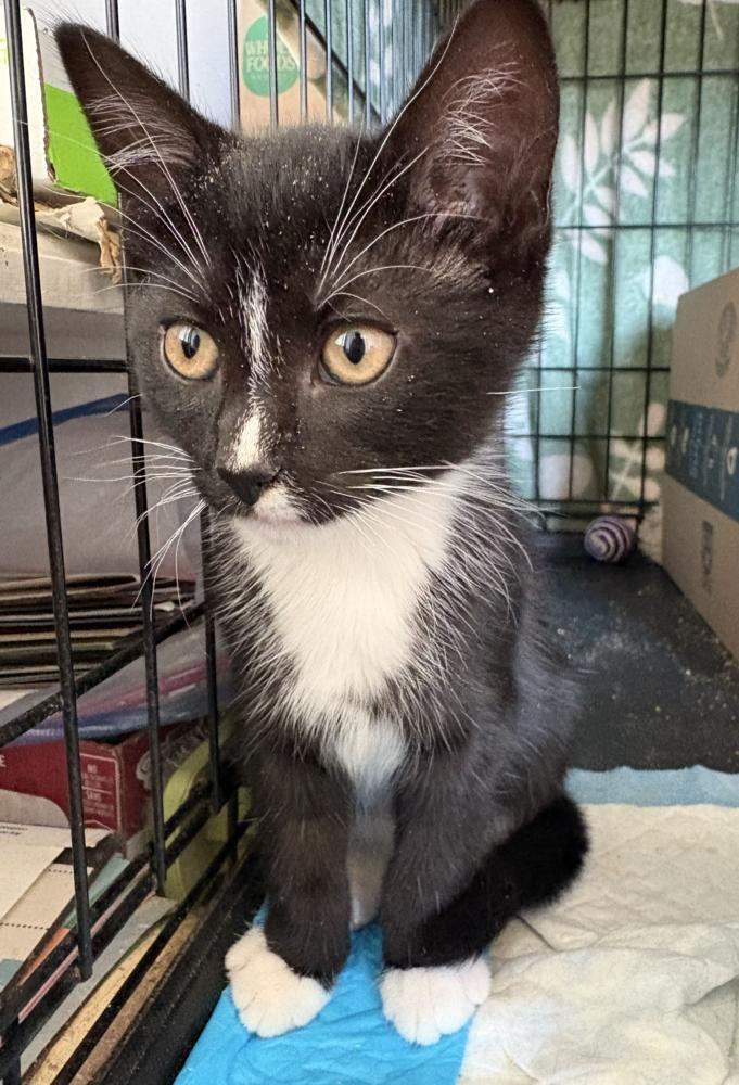 Enlarge Kitty, a Adoptable mixed breed in New York, NY image 5/6