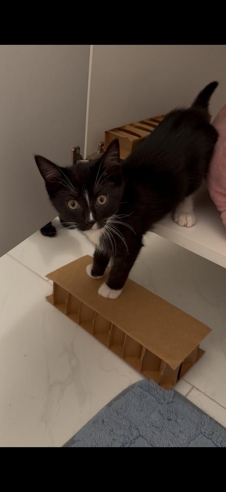 Enlarge Kitty, a Adoptable mixed breed in New York, NY image 6/6