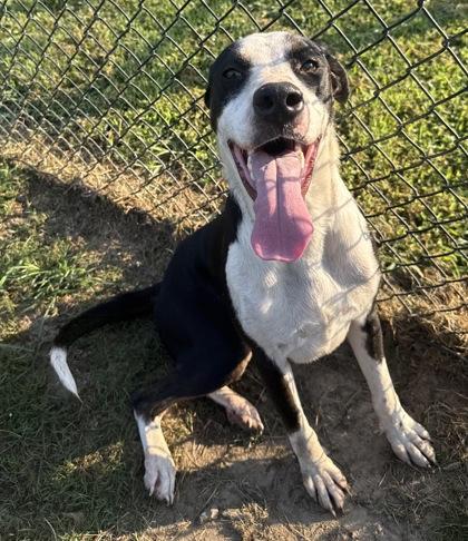 Ares, Adoptable, Puppy Male Great Dane & Mixed Breed.