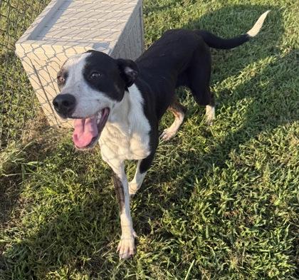 Enlarge Ares, a Adoptable mixed breed in Conway, SC image 2/3