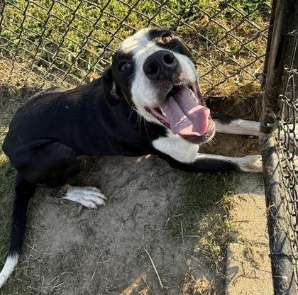Enlarge Ares, a Adoptable mixed breed in Conway, SC image 3/3