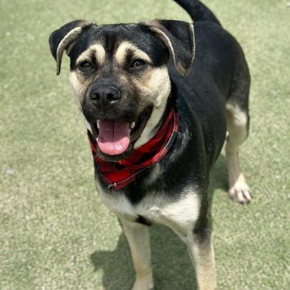Pedro, a Adoptable mixed breed in Fresno, CA image 2/5