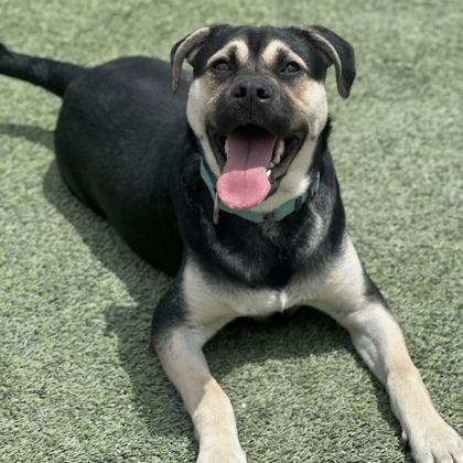 Pedro, a Adoptable mixed breed in Fresno, CA image 3/5