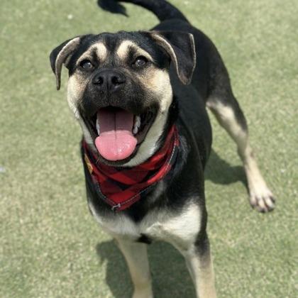 Pedro, a Adoptable mixed breed in Fresno, CA image 4/5