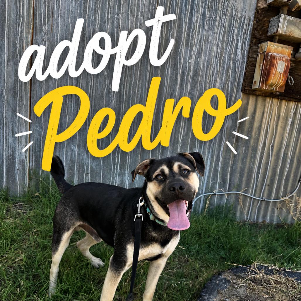 Pedro, a Adoptable mixed breed in Fresno, CA image 1/5