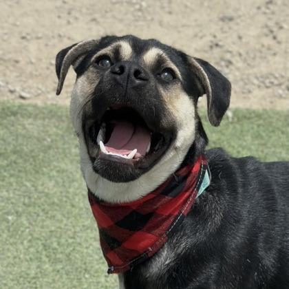 Pedro, a Adoptable mixed breed in Fresno, CA image 5/5