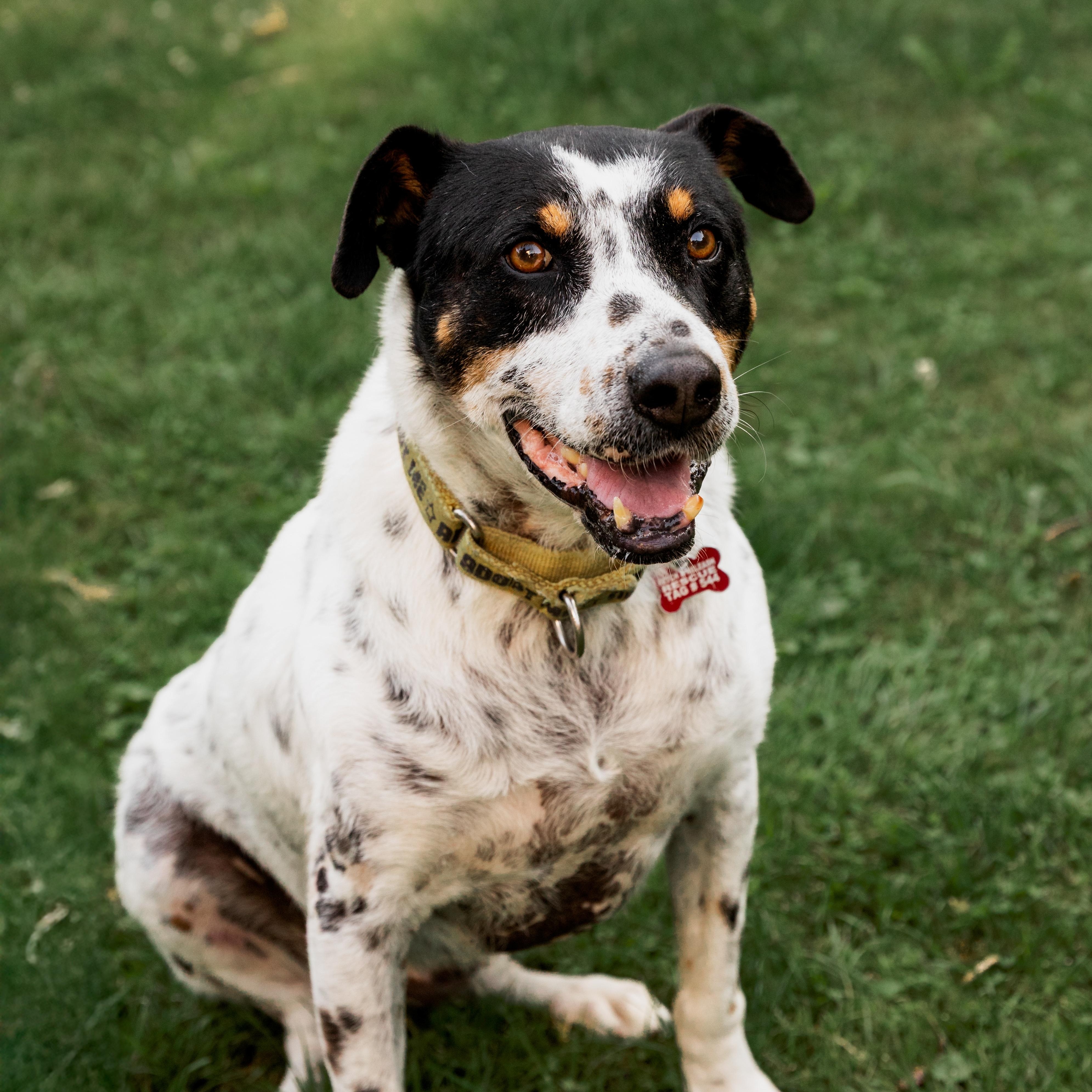 Enlarge Kiko, a Adoptable mixed breed in Mississauga, ON image 1/6