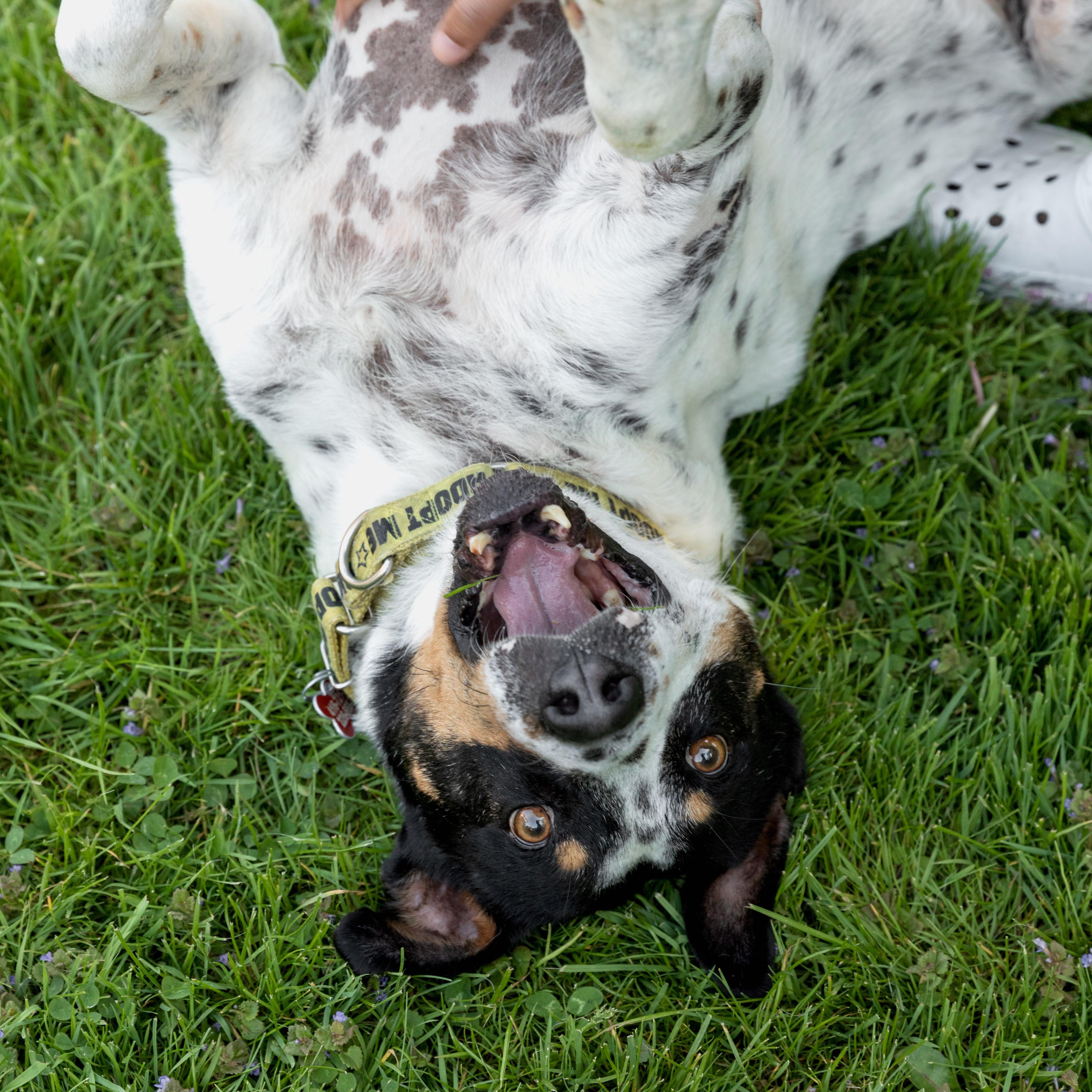 Enlarge Kiko, a Adoptable mixed breed in Mississauga, ON image 4/6