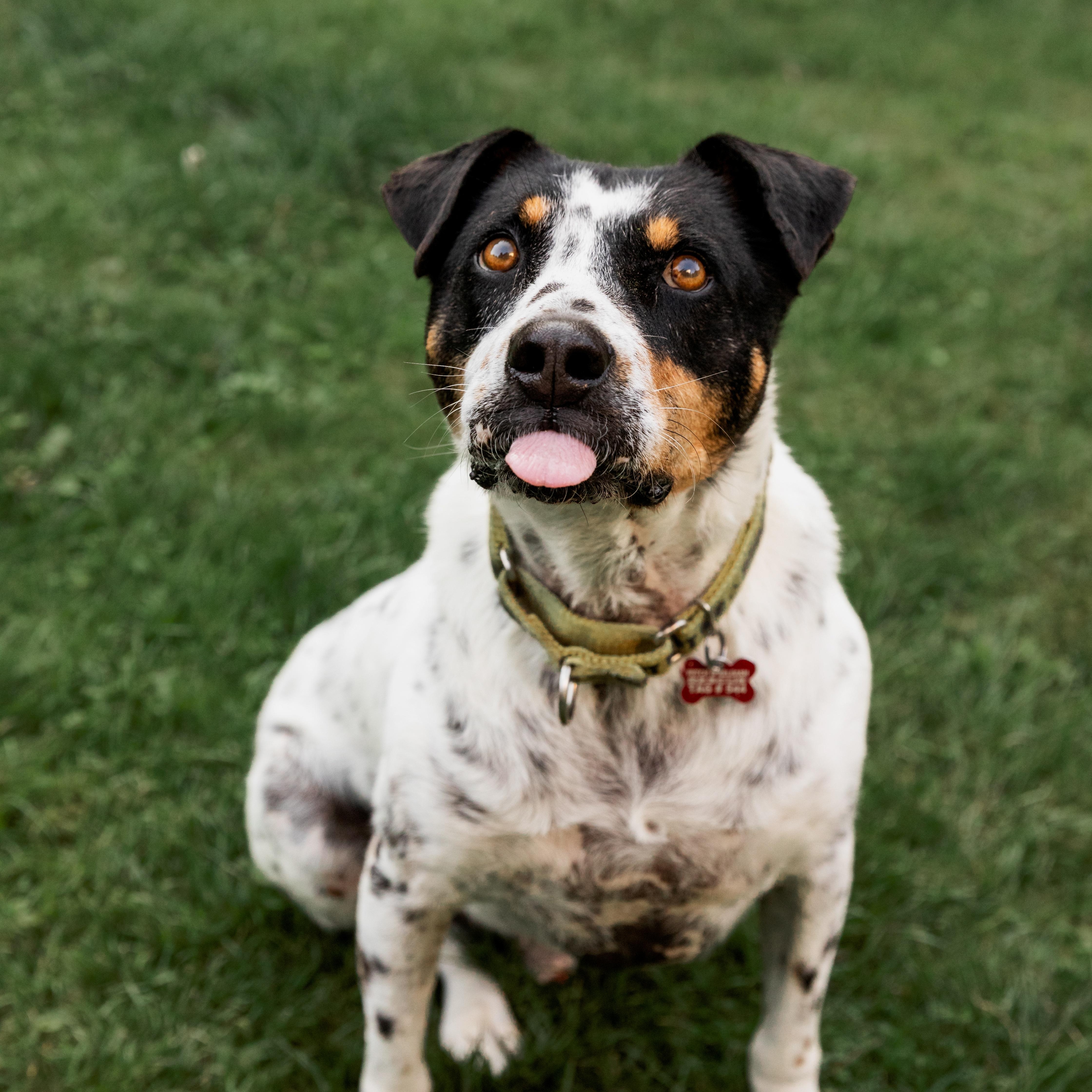 Enlarge Kiko, a Adoptable mixed breed in Mississauga, ON image 3/6