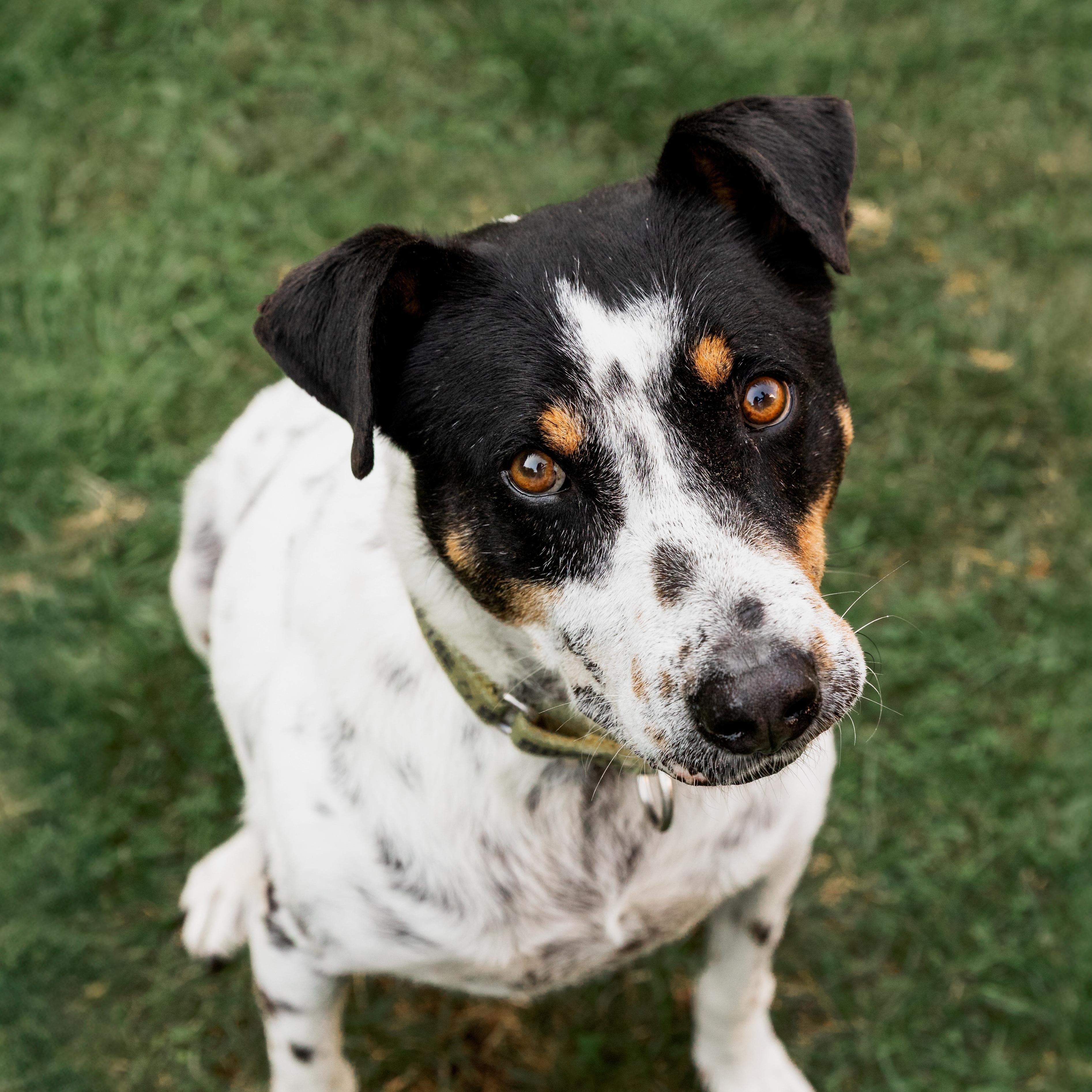 Enlarge Kiko, a Adoptable mixed breed in Mississauga, ON image 2/6