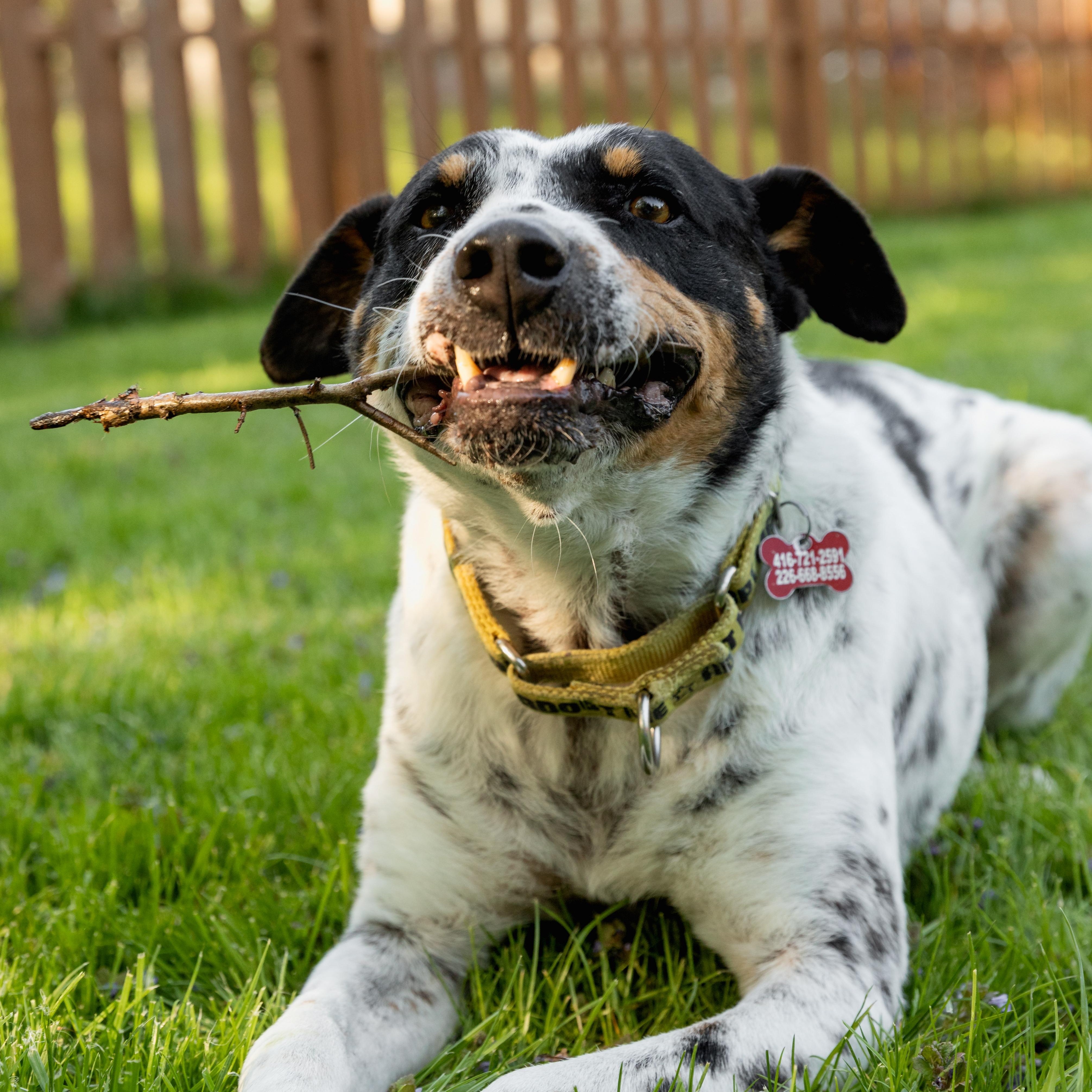 Enlarge Kiko, a Adoptable mixed breed in Mississauga, ON image 6/6