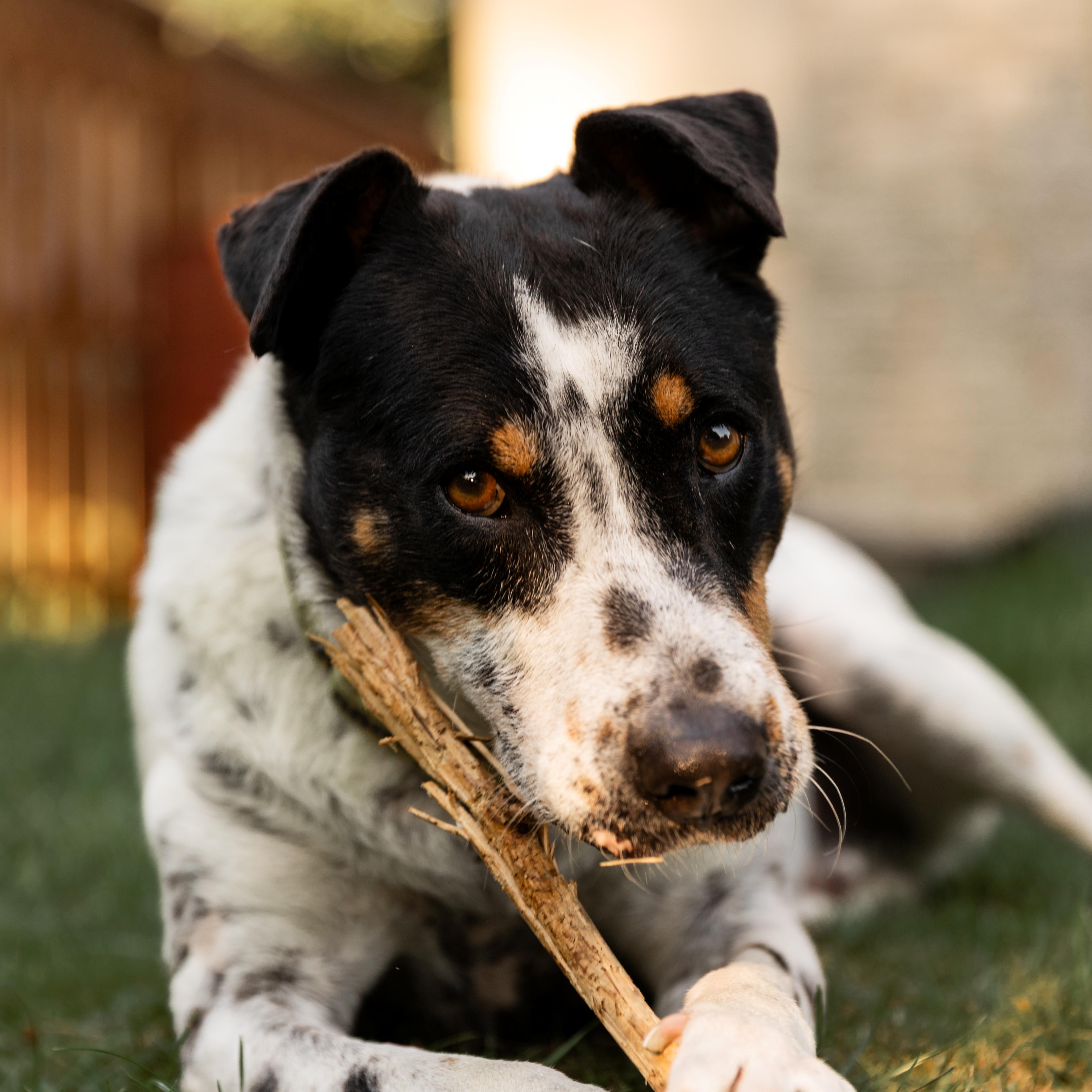 Enlarge Kiko, a Adoptable mixed breed in Mississauga, ON image 5/6