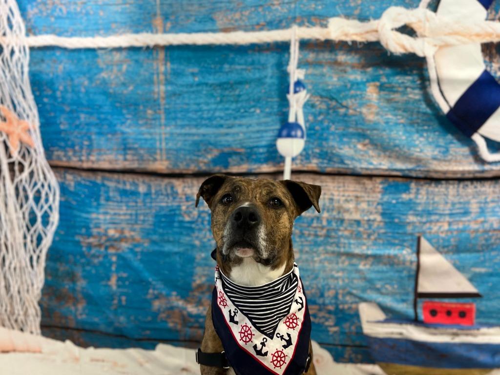 Enlarge Jobee, a Adoptable Boxer in Hamilton, OH image 1/4