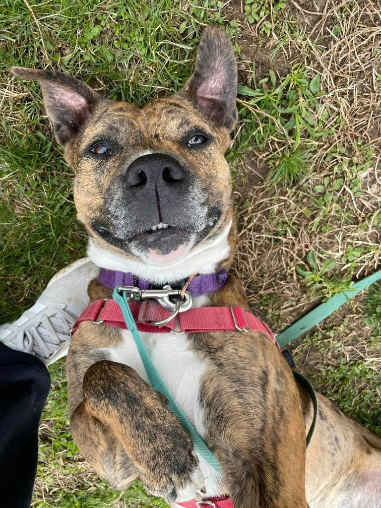Enlarge Jobee, a Adoptable Boxer in Hamilton, OH image 1/4
