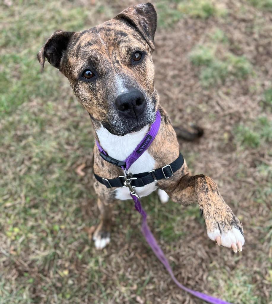 Enlarge Jobee, a Adoptable Boxer in Hamilton, OH image 2/4