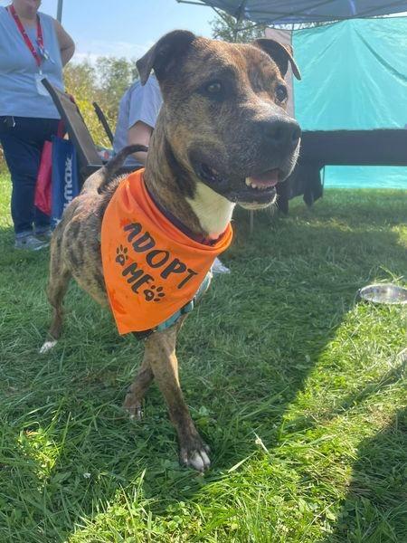 Enlarge Jobee, a Adoptable Boxer in Hamilton, OH image 3/4