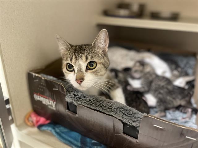 SASHA, Adoptable, Young Female Domestic Short Hair.