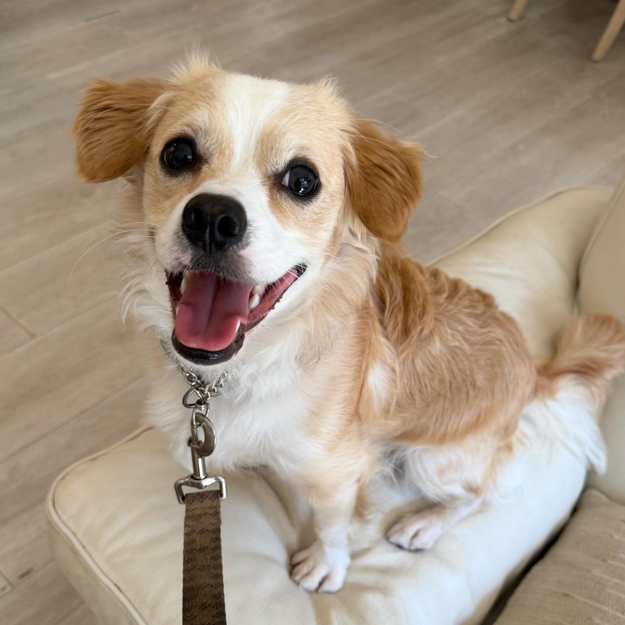 Corey, Adoptable, Young Male Shih Tzu & Terrier.