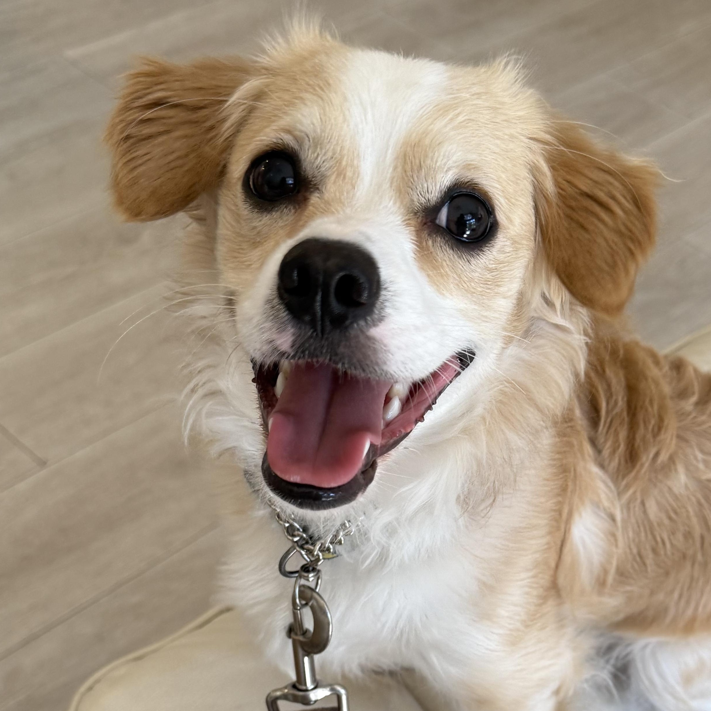 Corey, a Adoptable mixed breed in Fort Myers, FL image 2/2