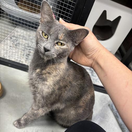 Luna, Adoptable, Adult Female Domestic Short Hair.