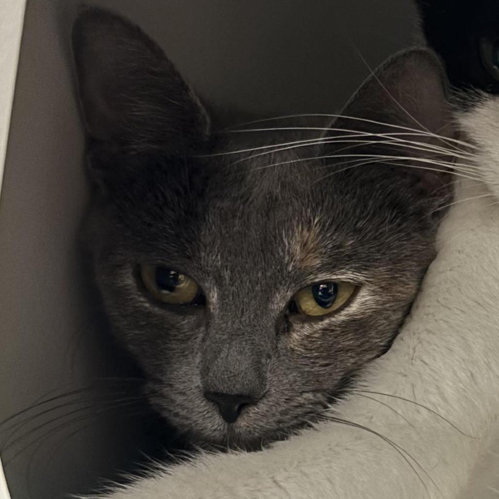 Enlarge Luna, a Adoptable Domestic Short Hair in Kennett Square, PA image 2/4