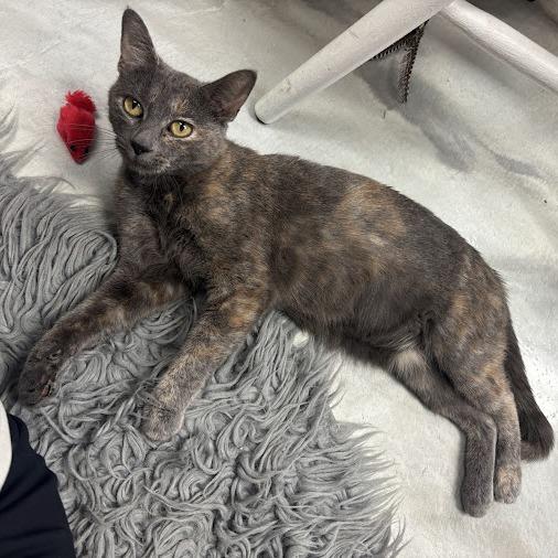 Enlarge Luna, a Adoptable Domestic Short Hair in Kennett Square, PA image 3/4