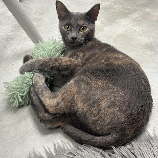 Enlarge Luna, a Adoptable Domestic Short Hair in Kennett Square, PA image 4/4