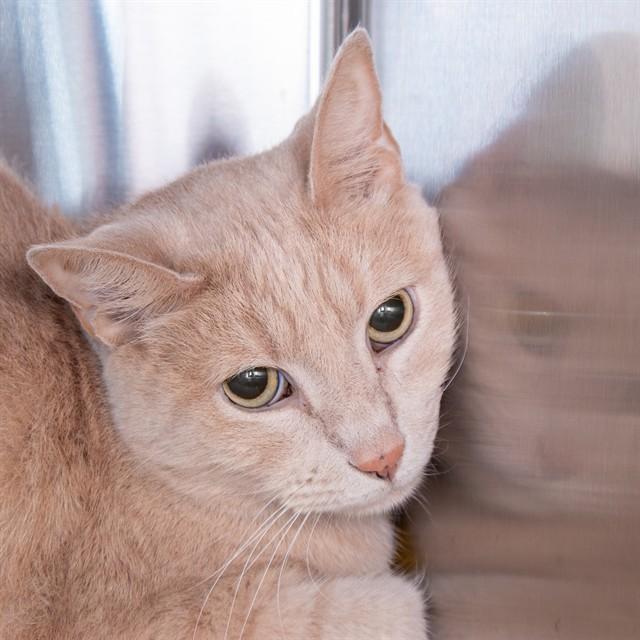 WILLY, Adoptable, Adult Male Domestic Short Hair.