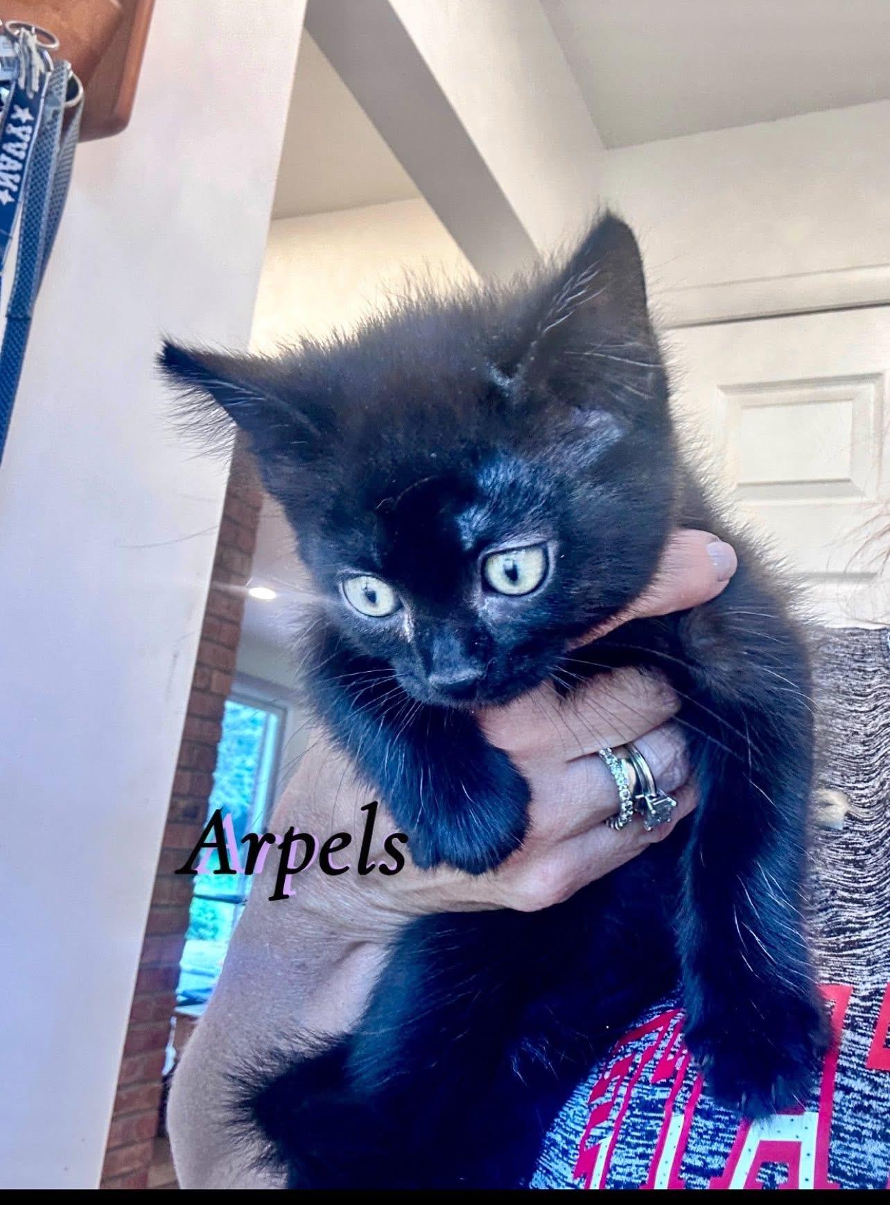 Arpels, a ADOPTABLE Domestic Medium Hair in Saginaw, MI image 3/3