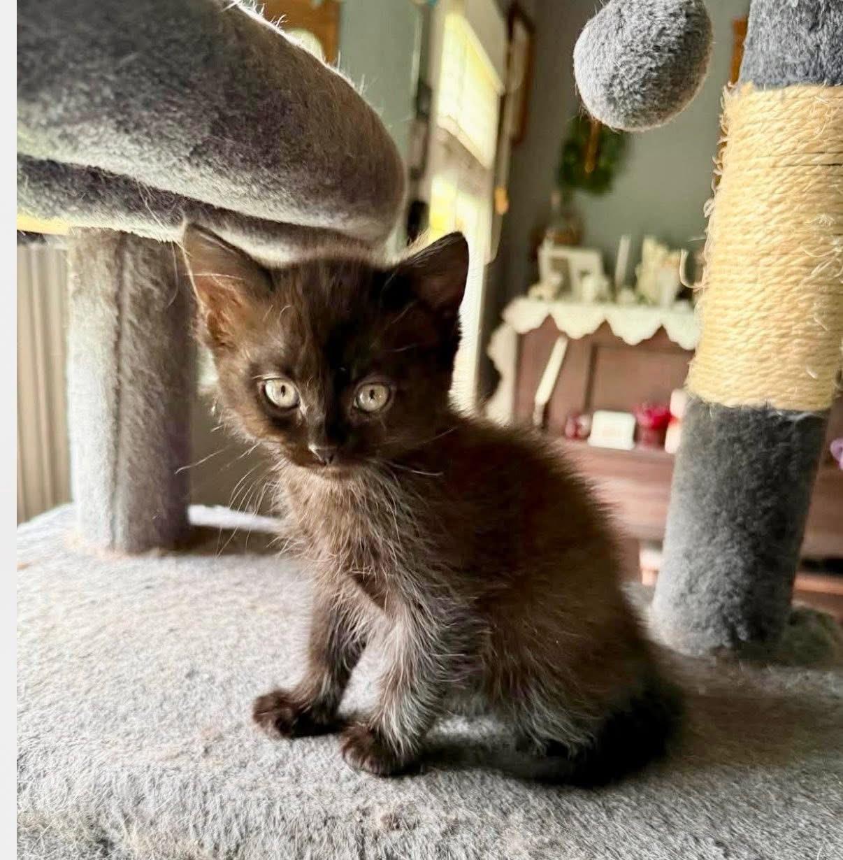 Arpels, ADOPTABLE, Kitten Male Domestic Medium Hair.