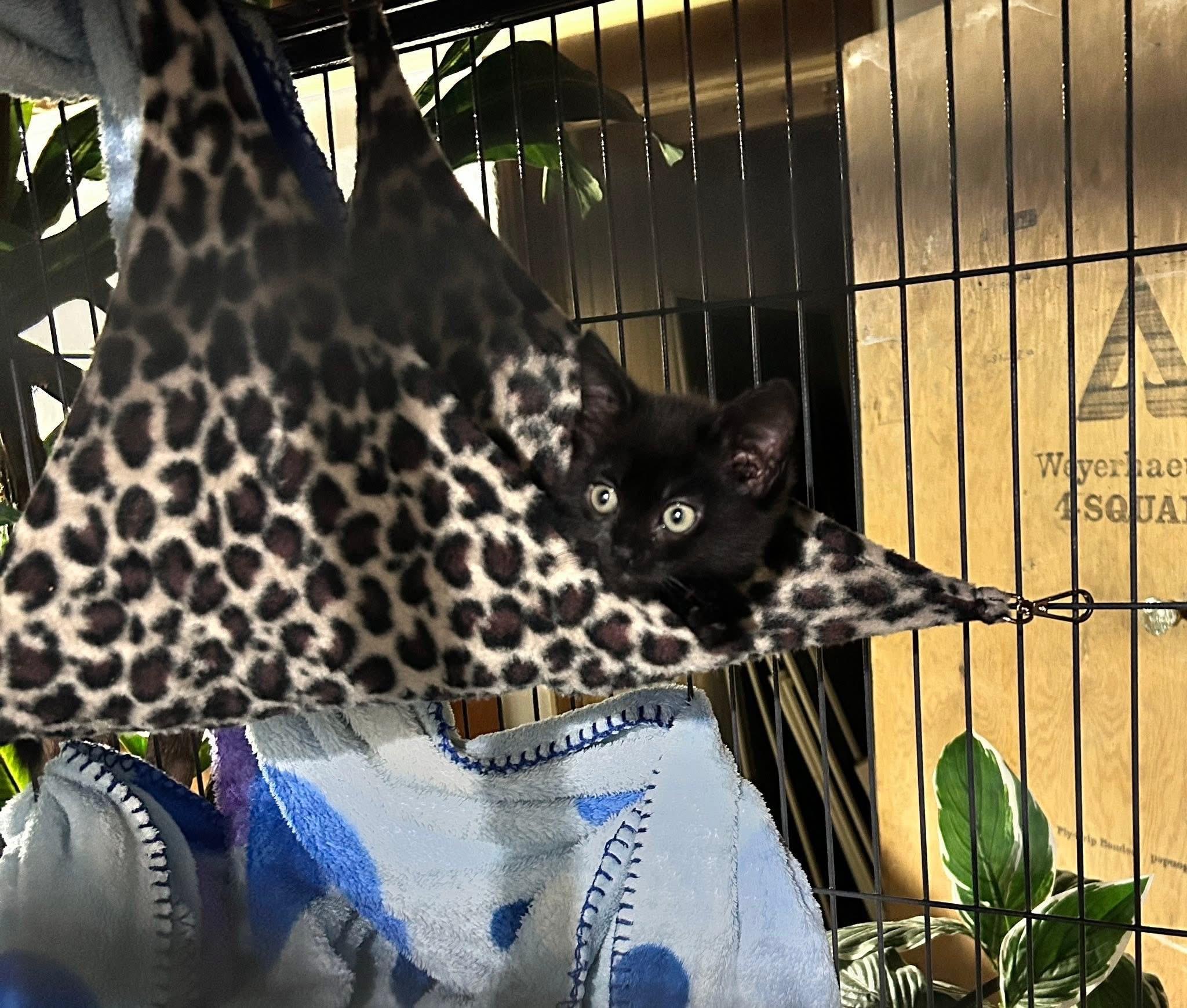 Arpels, a ADOPTABLE Domestic Medium Hair in Saginaw, MI image 2/3