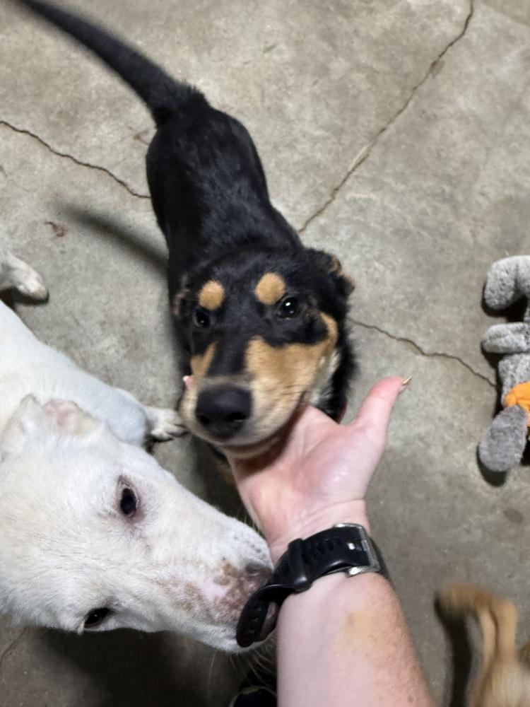 Macy, Adoptable, Puppy Female Mixed Breed.