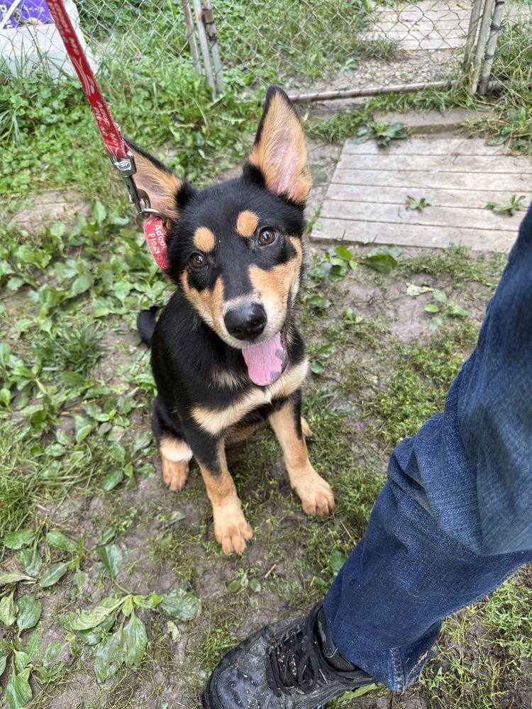 Enlarge Macy, a Adoptable mixed breed in Papillion, NE image 2/4