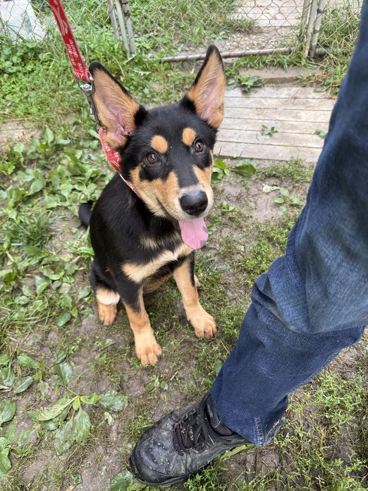 Enlarge Macy, a Adoptable mixed breed in Papillion, NE image 4/4