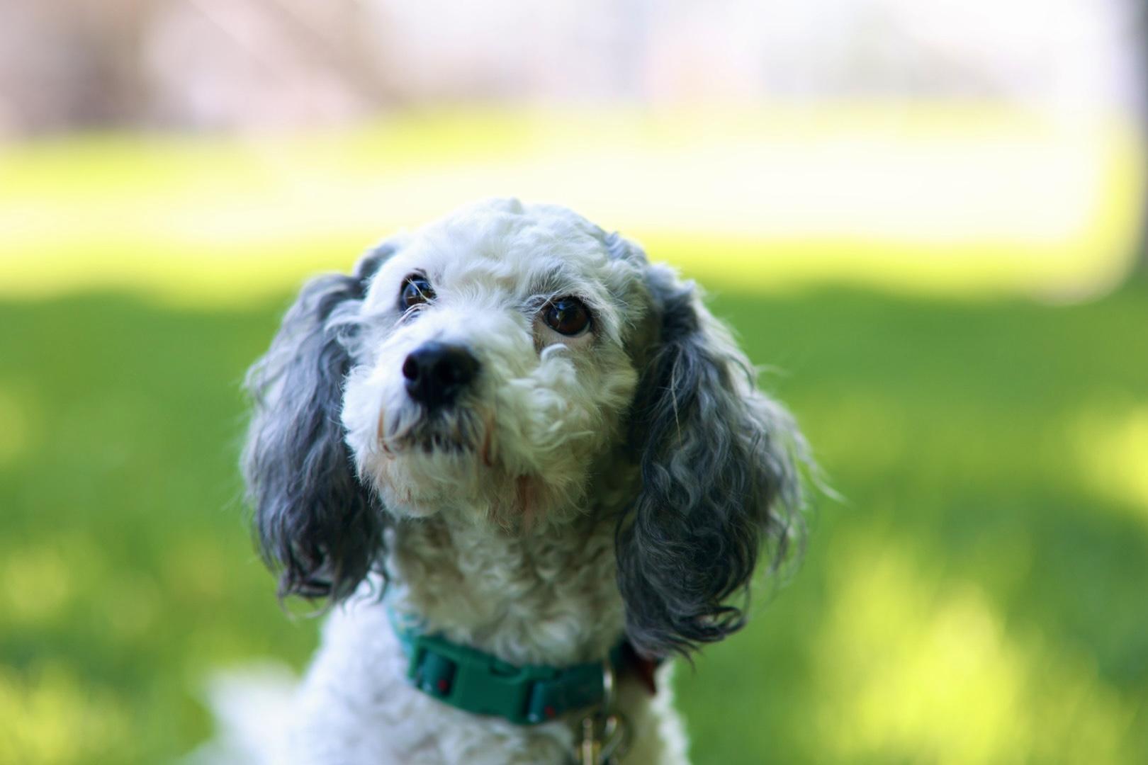 Holly, a ADOPTABLE Miniature Poodle in Minneapolis, MN image 4/6
