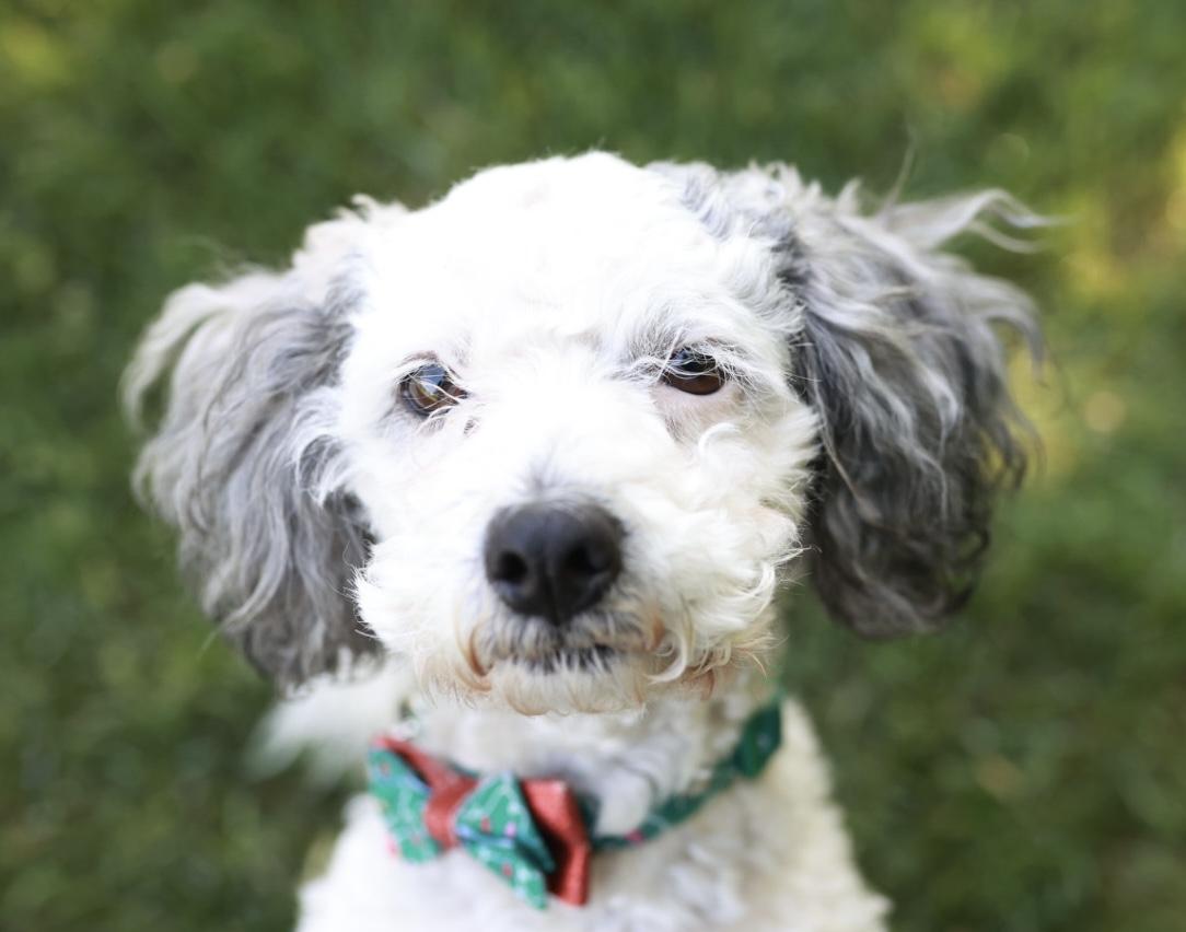 Holly, ADOPTABLE, Adult Female Miniature Poodle.