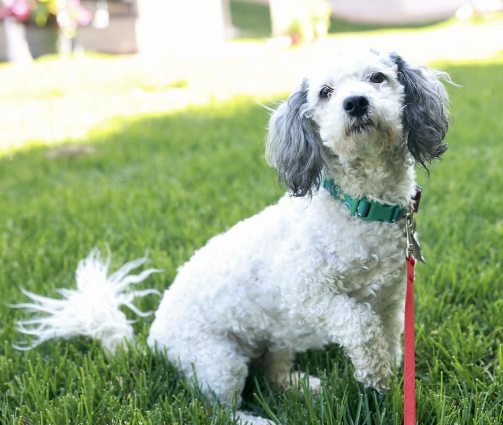 Holly, a ADOPTABLE Miniature Poodle in Minneapolis, MN image 3/6