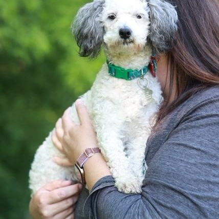 Holly, a ADOPTABLE Miniature Poodle in Minneapolis, MN image 6/6