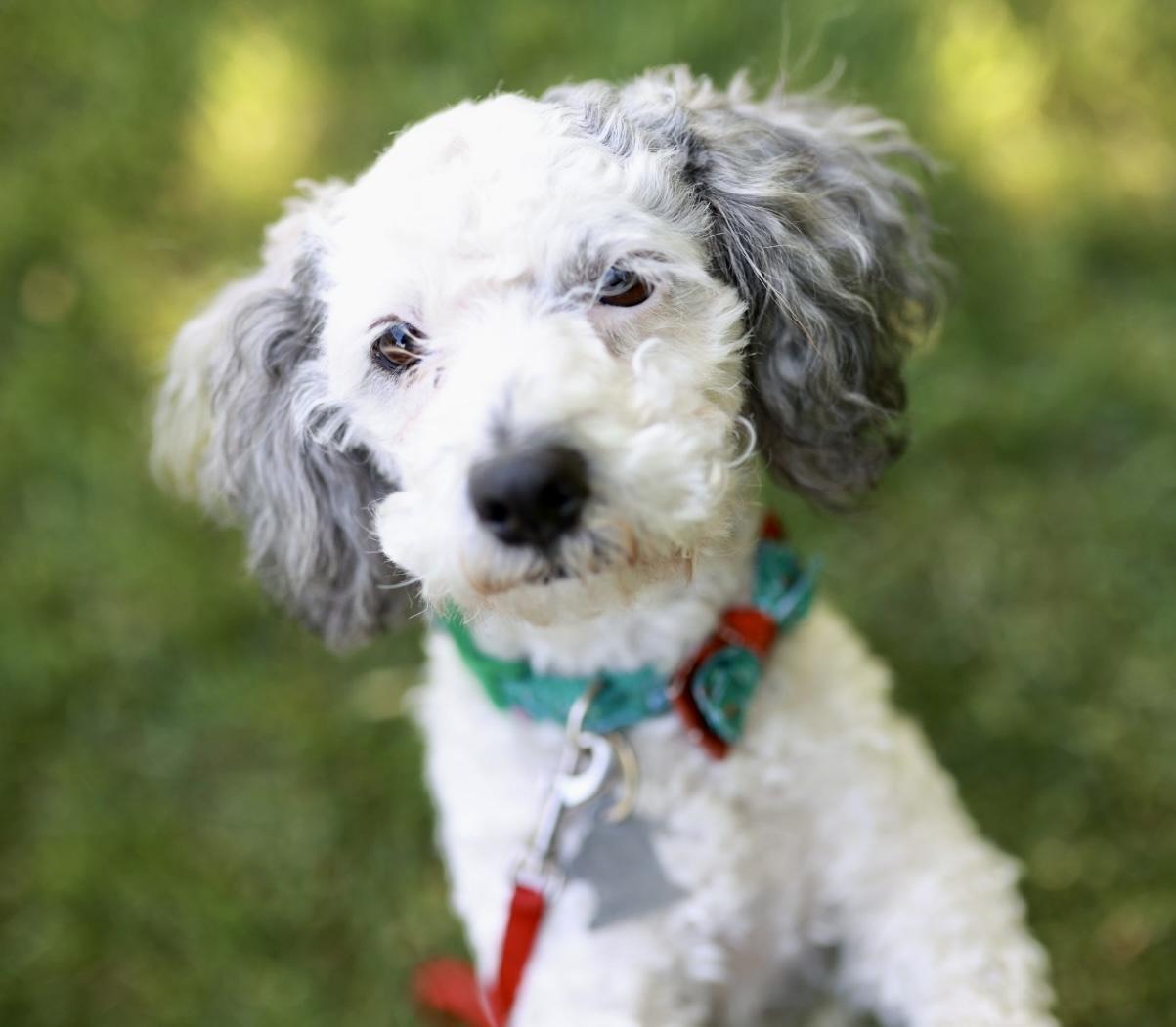 Holly, a ADOPTABLE Miniature Poodle in Minneapolis, MN image 2/6
