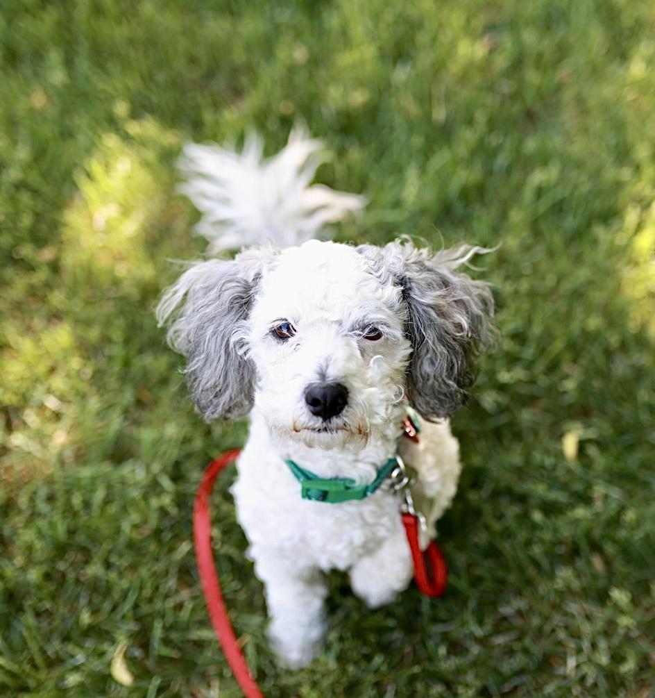 Holly, a ADOPTABLE Miniature Poodle in Minneapolis, MN image 5/6