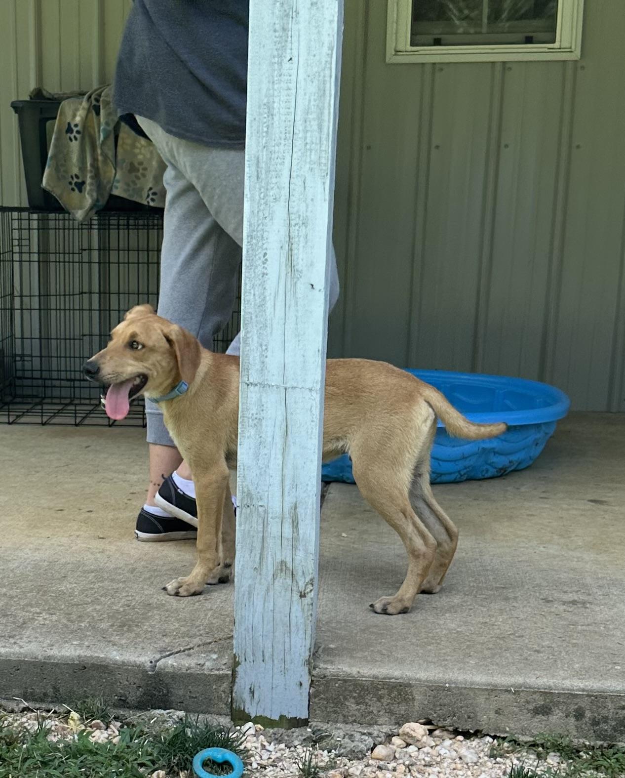 Beckett, a Adoptable mixed breed in Little Rock, AR image 6/6