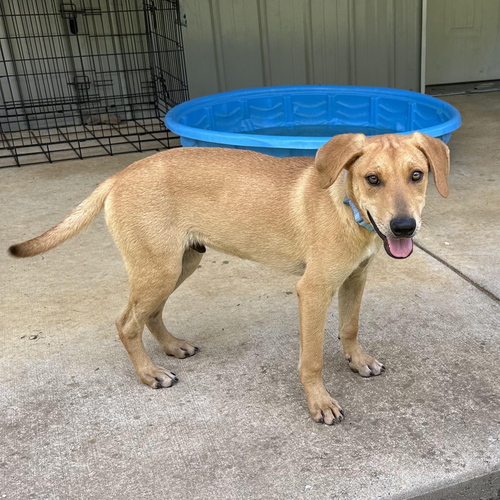 Beckett, a Adoptable mixed breed in Little Rock, AR image 1/6
